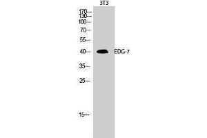 Image no. 1 for anti-Lysophosphatidic Acid Receptor 3 (LPAR3) (C-Term) antibody (ABIN3184405)