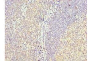 Immunohistochemistry of paraffin-embedded human tonsil tissue using ABIN7158640 at dilution of 1:100