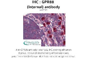 Image no. 2 for anti-G Protein-Coupled Receptor 88 (GPR88) (Internal Region) antibody (ABIN1735191)