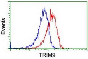 Image no. 3 for anti-Tripartite Motif Containing 9 (TRIM9) (AA 284-669) antibody (ABIN1491329)