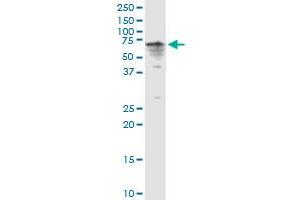 Image no. 1 for anti-Cytochrome P450, Family 3, Subfamily A, Polypeptide 4 (CYP3A4) (AA 1-503) antibody (ABIN947776)