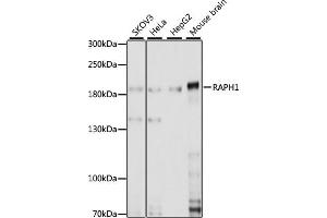 RAPH1 anticorps  (AA 1-240)