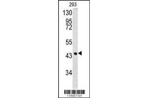 Image no. 1 for anti-Heat Shock 27kDa Protein 3 (HSPB3) (AA 40-69), (N-Term) antibody (ABIN390500)