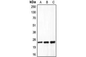 Image no. 1 for anti-Claudin 5 (CLDN5) (C-Term) antibody (ABIN2704656)
