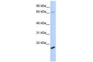 Image no. 1 for anti-Zinc Finger Protein 37 Homolog (ZFP37) (AA 252-301) antibody (ABIN6740342)