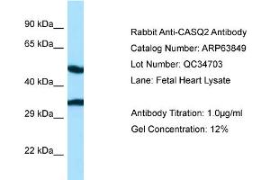 Image no. 1 for anti-Calsequestrin 2 (CASQ2) (N-Term) antibody (ABIN2789644)
