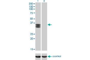 SIX2 antibody  (AA 1-291)
