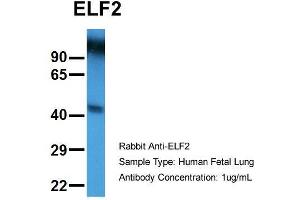 Image no. 2 for anti-E74-Like Factor 2 (Ets Domain Transcription Factor) (ELF2) (N-Term) antibody (ABIN1107084)