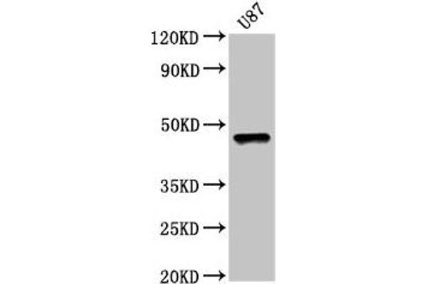 SOX8 抗体  (AA 292-386)