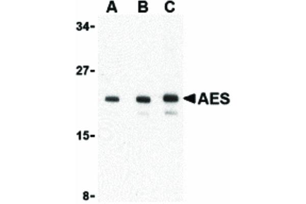 AES anticorps  (C-Term)