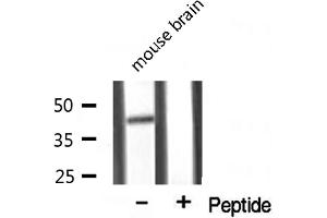 Image no. 2 for anti-G Protein-Coupled Receptor 68 (GPR68) (Internal Region) antibody (ABIN6265265)