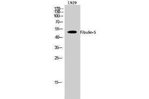 Image no. 1 for anti-Fibulin 5 (FBLN5) (Internal Region) antibody (ABIN3184623)