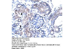Image no. 2 for anti-T-Box 19 (TBX19) (N-Term) antibody (ABIN2779590)