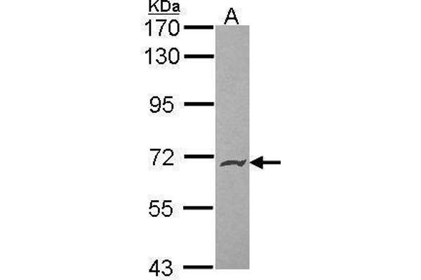 anti-Podocalyxin-Like 2 (PODXL2) (Center) antibody