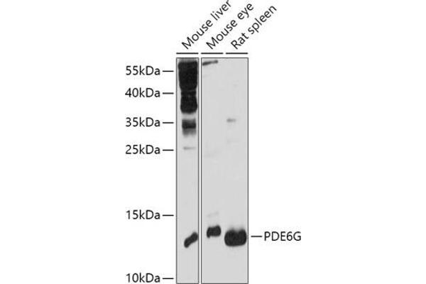 PDE6G Antikörper  (AA 1-87)