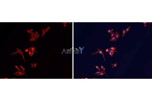 Image no. 2 for anti-Actin, beta (ACTB) antibody (ABIN6269451)