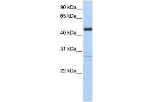 Image no. 2 for anti-Nuclear Receptor Subfamily 2, Group F, Member 1 (NR2F1) (C-Term) antibody (ABIN2783186)