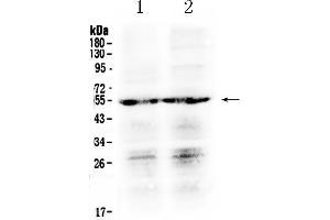 Image no. 1 for anti-Prostaglandin E Receptor 4 (Subtype EP4) (PTGER4) (AA 311-345), (C-Term) antibody (ABIN5518866)