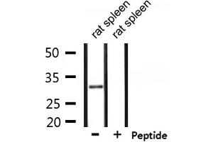 Image no. 2 for anti-Single-Strand-Selective Monofunctional Uracil-DNA Glycosylase 1 (SMUG1) antibody (ABIN6259193)