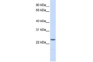 Image no. 1 for anti-Nucleophosmin/nucleoplasmin 2 (NPM2) (N-Term) antibody (ABIN2774220)