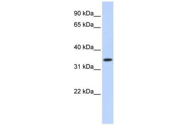 anti-RET Finger Protein (RFP) (Middle Region) antibody