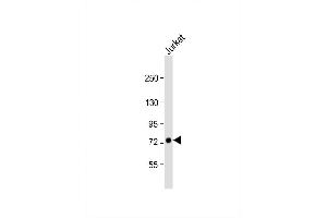 Image no. 4 for anti-Gametogenetin Binding Protein 2 (GGNBP2) (AA 647-676), (C-Term) antibody (ABIN651560)
