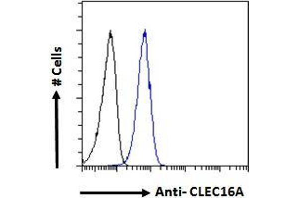 CLEC16A 抗体  (Internal Region)