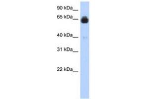 Image no. 1 for anti-Insulin-Like Growth Factor Binding Protein, Acid Labile Subunit (IGFALS) (C-Term) antibody (ABIN6743091)
