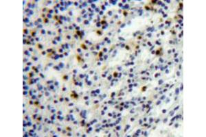 Image no. 4 for anti-Platelet Factor 4 (PF4) (AA 30-105) antibody (ABIN1172512)