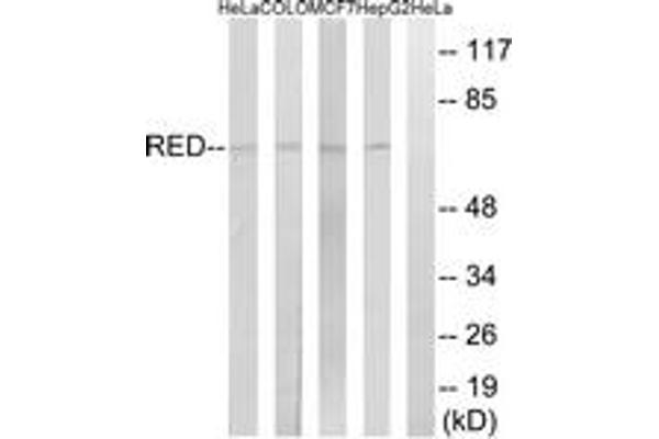 Protein Red (IK) (AA 508-557) Antikörper