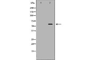 Image no. 1 for anti-Karyopherin alpha 1 (Importin alpha 5) (KPNA1) (N-Term) antibody (ABIN6262862)