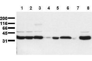 Image no. 1 for anti-phospholipid Scramblase 1 (PLSCR1) (N-Term) antibody (ABIN126886)