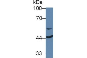 Image no. 1 for anti-Microtubule Associated Tumor Suppressor 1 (MTUS1) (AA 1-196) antibody (ABIN5013948)