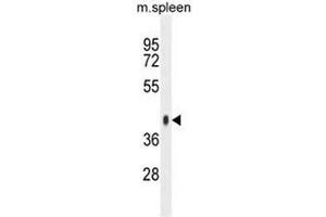 Image no. 1 for anti-Synaptotagmin-Like 3 (SYTL3) (AA 109-139), (N-Term) antibody (ABIN955049)