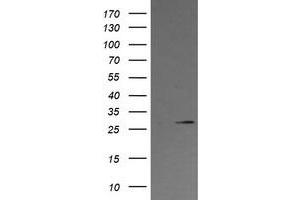 Image no. 1 for anti-Kallikrein 8 (KLK8) antibody (ABIN1498964)