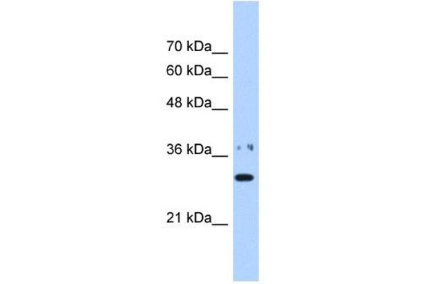 anti-Nicotinamide Nucleotide Adenylyltransferase 1 (NMNAT1) (N-Term) antibody