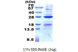 Image no. 1 for Activation-Induced Cytidine Deaminase (AICDA) protein (ABIN2127824)