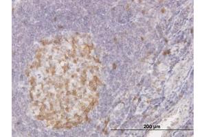Image no. 3 for anti-Cyclin-Dependent Kinase 1 (CDK1) (AA 211-297) antibody (ABIN560266)