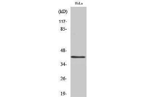 Image no. 1 for anti-RNA Binding Motif Protein, X-Linked (RBMX) (N-Term) antibody (ABIN3185063)