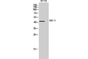 Image no. 1 for anti-Sphingosine-1-Phosphate Receptor 3 (S1PR3) (Internal Region) antibody (ABIN3184396)