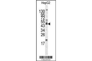 Image no. 2 for anti-Homer Homolog 1 (HOMER1) (AA 96-122), (N-Term) antibody (ABIN391469)