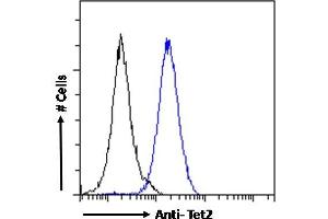 Image no. 1 for anti-Tet Methylcytosine Dioxygenase 2 (TET2) (Internal Region) antibody (ABIN768637)