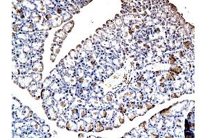 Image no. 1 for anti-Gastric Inhibitory Polypeptide (GIP) (AA 52-93) antibody (ABIN724850)