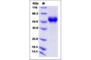 Image no. 1 for CD160 (CD160) (AA 1-158) protein (Fc Tag) (ABIN2010008)