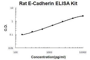 Image no. 1 for Cadherin 1, Type 1, E-Cadherin (Epithelial) (CDH1) ELISA Kit (ABIN3044706)