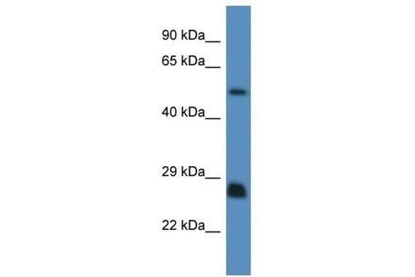 anti-SHC (Src Homology 2 Domain Containing) Transforming Protein 3 (SHC3) (N-Term) antibody