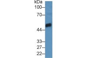 Image no. 2 for anti-Carboxypeptidase B1 (Tissue) (CPB1) (AA 120-415) antibody (ABIN1858475)