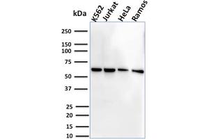 Image no. 1 for anti-Interleukin 7 Receptor (IL7R) (AA 21-236) antibody (ABIN6939786)