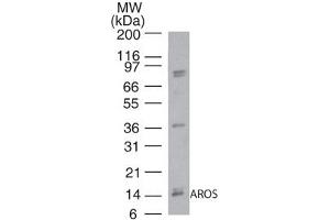 Image no. 1 for anti-Ribosomal Protein S19 Binding Protein 1 (RPS19BP1) (AA 1-50) antibody (ABIN960330)