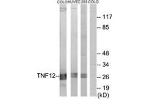 Image no. 1 for anti-Tumor Necrosis Factor (Ligand) Superfamily, Member 12 (TNFSF12) (AA 41-90) antibody (ABIN1533507)
